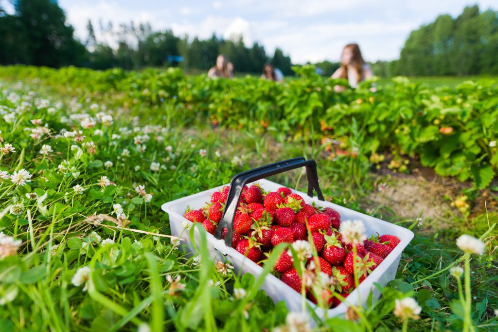 It S Strawberry Picking Season Here S Where To Go Strawberry Picking   Depositphotos 11764833 L 1024x682 