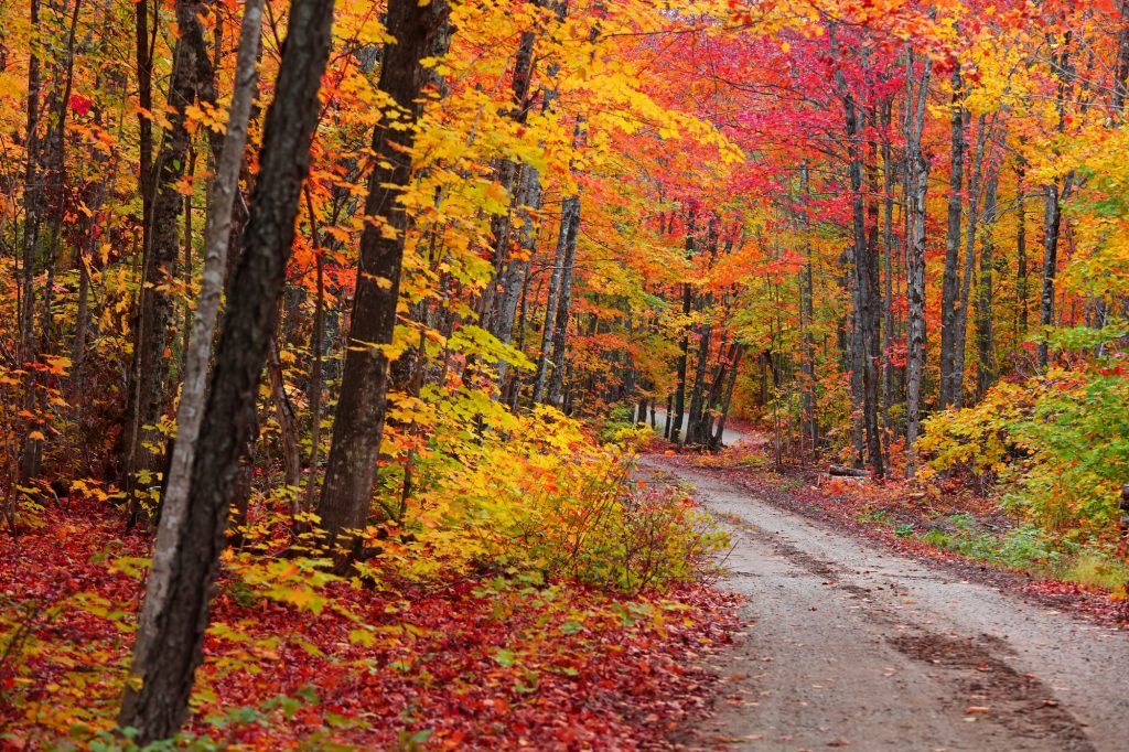 These Are The Best Places To See Fall Foliage In Washington, D.c. - Resa